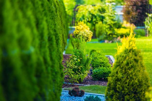 Neatly trimmed green hedges and bushes