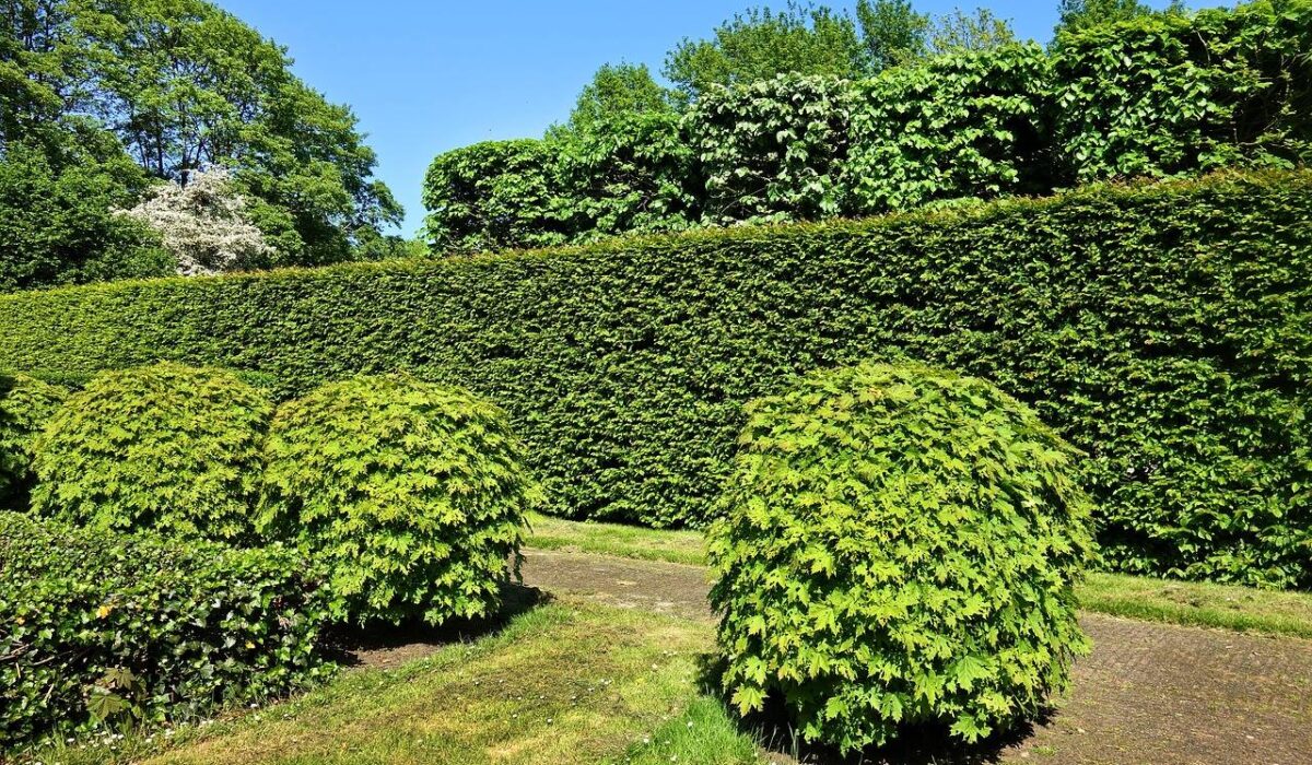 Garden with perfectly manicured green bushes and hedges