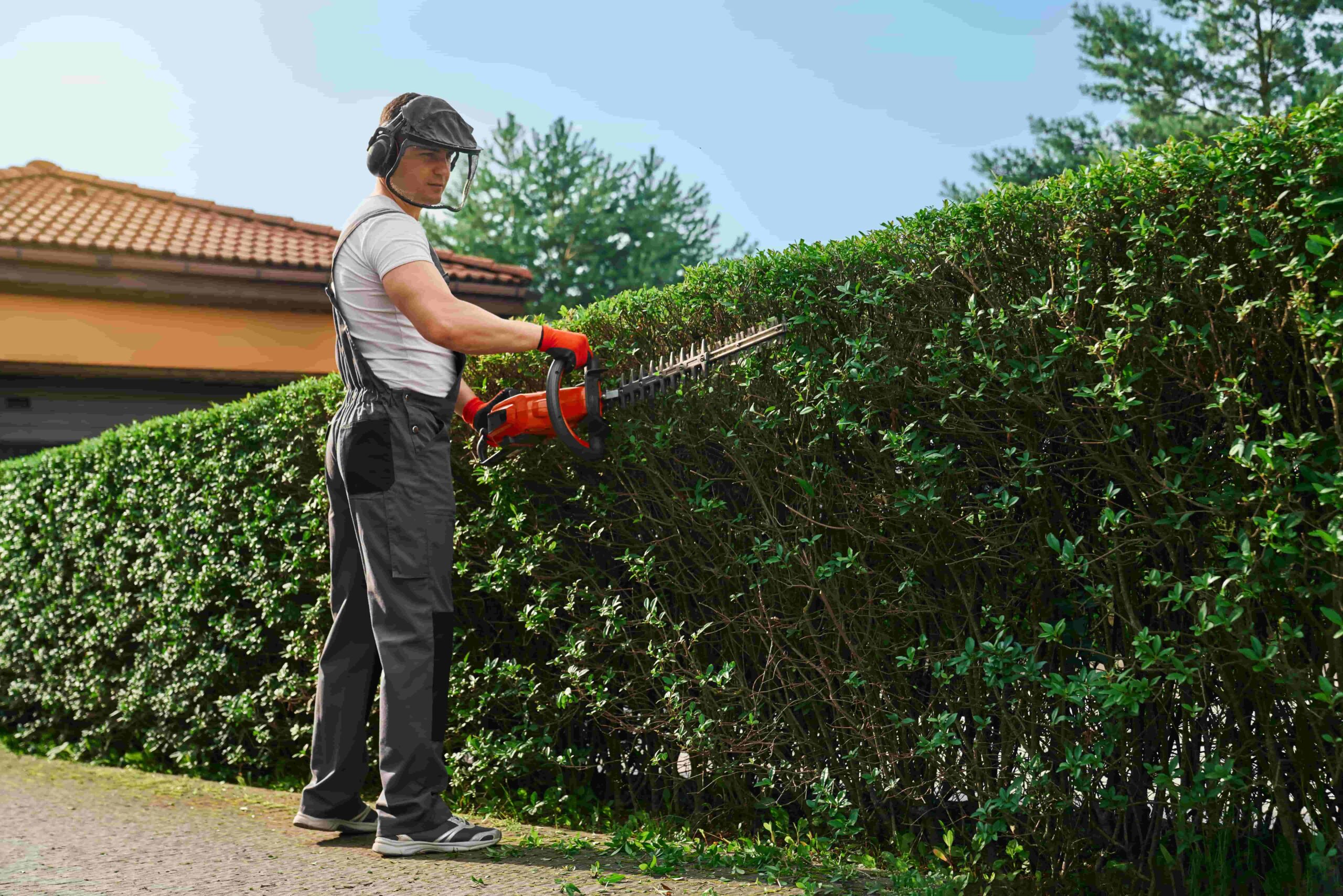 Read more about the article Top Eight Benefits of Pruning